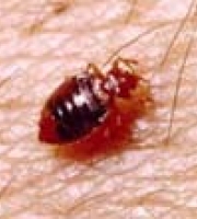 bedbug_thumb_4_manhattan_exterminator